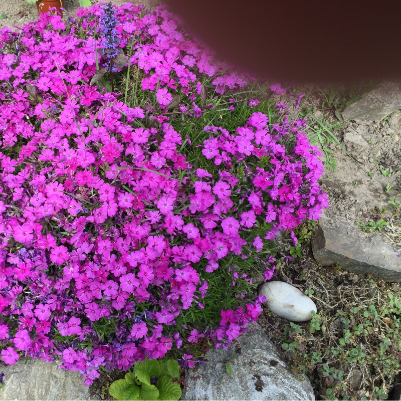 Plant image Arabis blepharophylla 'Rose Delight'