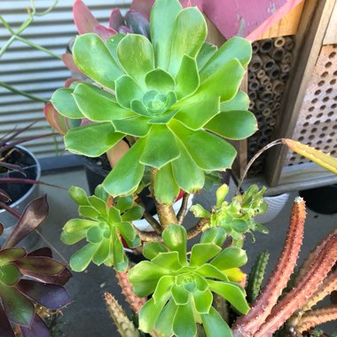 Aeonium Arboreum Green Rose