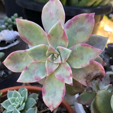 Graptopetalum Purple Haze