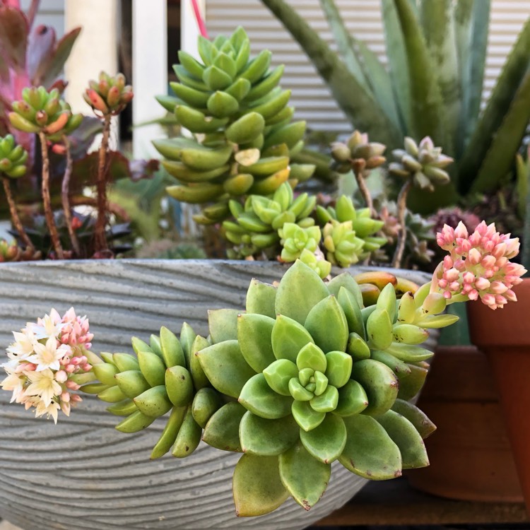 Plant image Sedum Jester