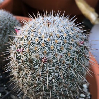 Mammillaria haageana 'Elegans'