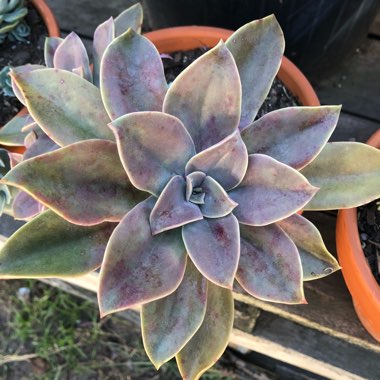 xGraptoveria Fred Ives