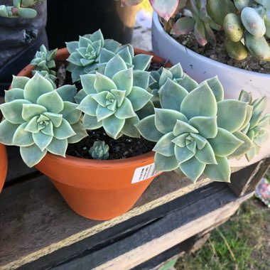 xGraptoveria Titubans