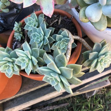 xGraptoveria Titubans