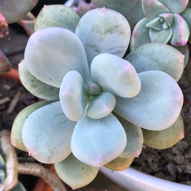 Pachyphytum Blue Haze