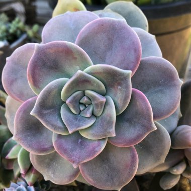 Graptopetalum Purple Delight syn. Graptopetalum Snow White