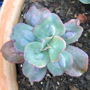 Echeveria 'Culibra'