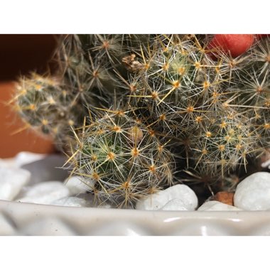 Mammillaria prolifera subsp. texensis