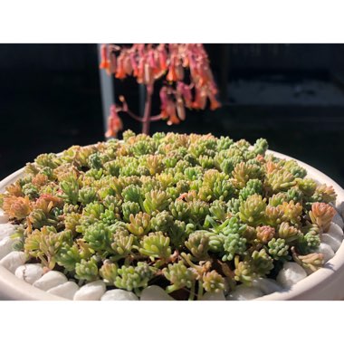 Sedum lydium