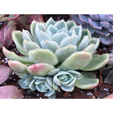 Echeveria Elegans