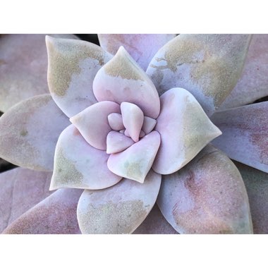 Graptopetalum Superbum