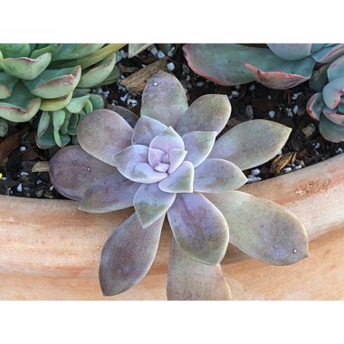 Graptopetalum Superbum