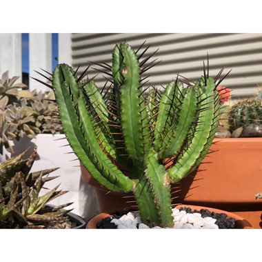 Euphorbia enopla