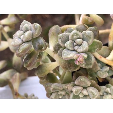 Graptopetalum Mendozae