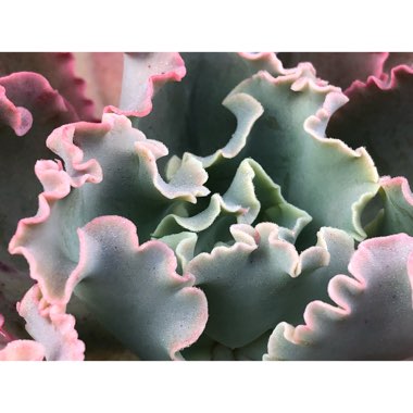 Echeveria La Femme