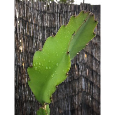 Hylocereus undatus