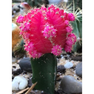 Gymnocalycium mihanovichii (Graft)