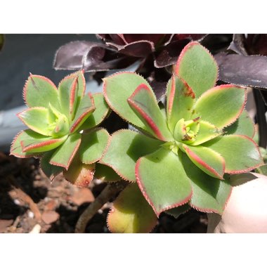 Aeonium Haworthii Dreamcolour