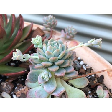 Echeveria Prolifica