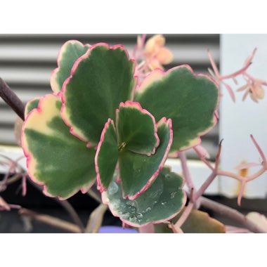 Kalanchoe fedtschenkoi 'Variegata'