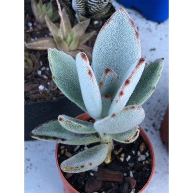 Kalanchoe tomentosa