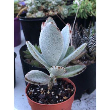 Kalanchoe tomentosa