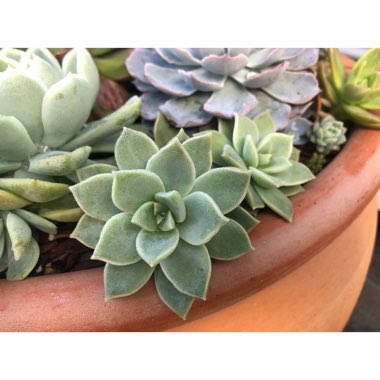 xGraptoveria Titubans