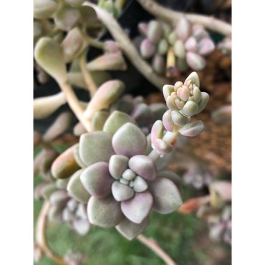 Graptopetalum Mendozae