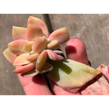 xGraptoveria Fred Ives