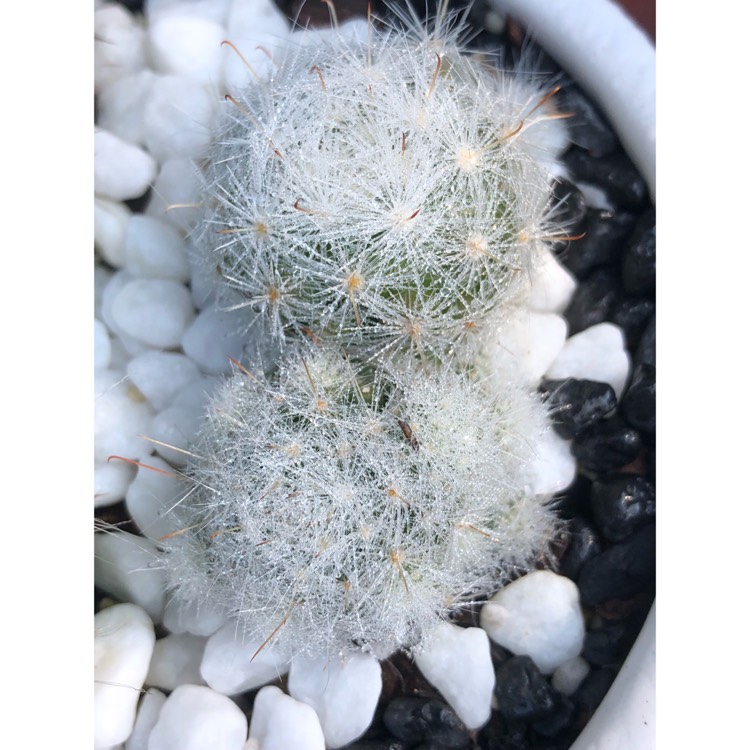 Plant image Mammillaria bombycina