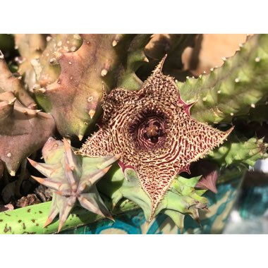 Huernia hystrix var. 'Parvula'