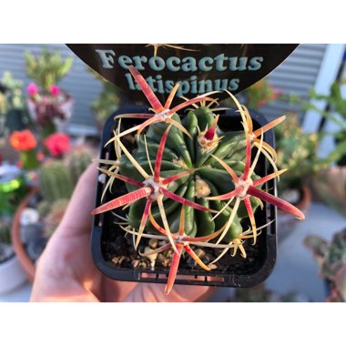 Ferocactus latispinus