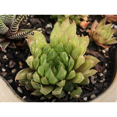 Haworthia