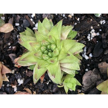 Haworthia