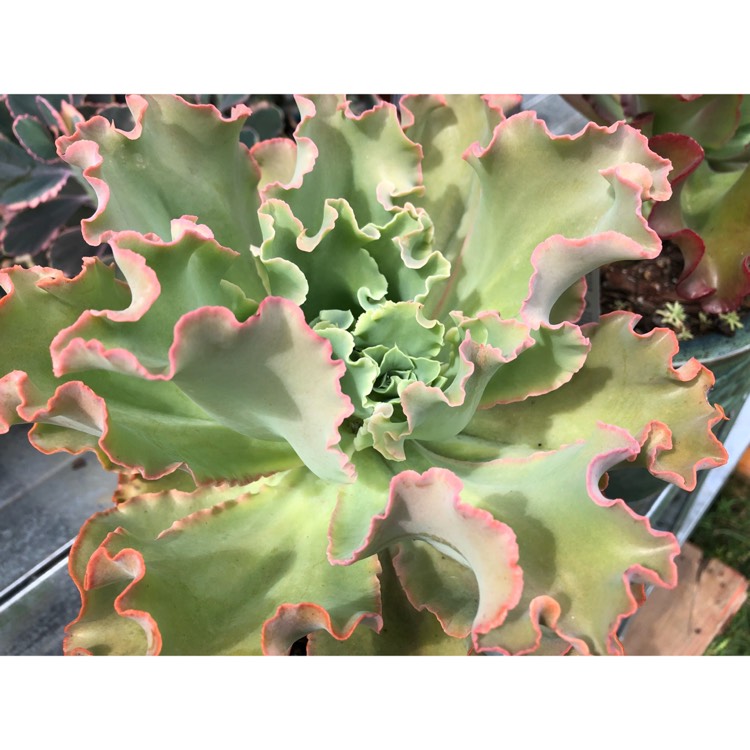 Plant image Echeveria La Femme