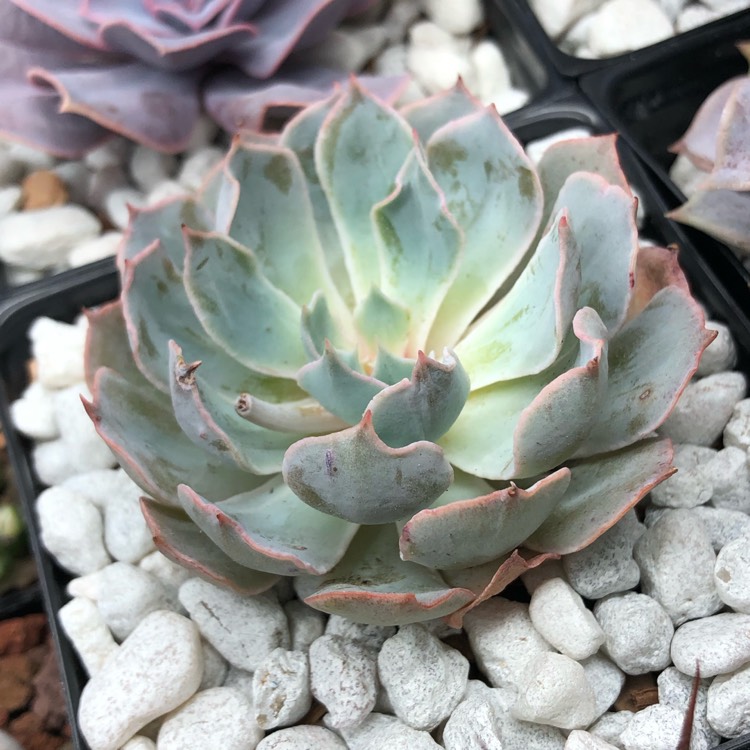 Plant image Echeveria Blue Heron