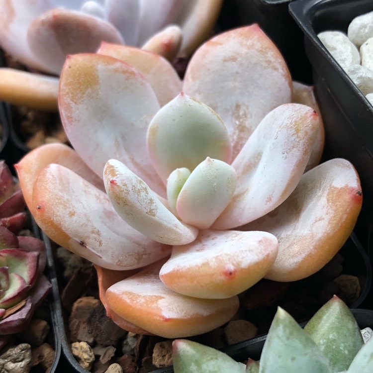 Plant image Echeveria Cream Tea 