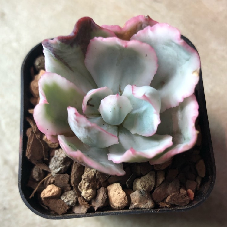 Plant image Echeveria Berkeley Variegata