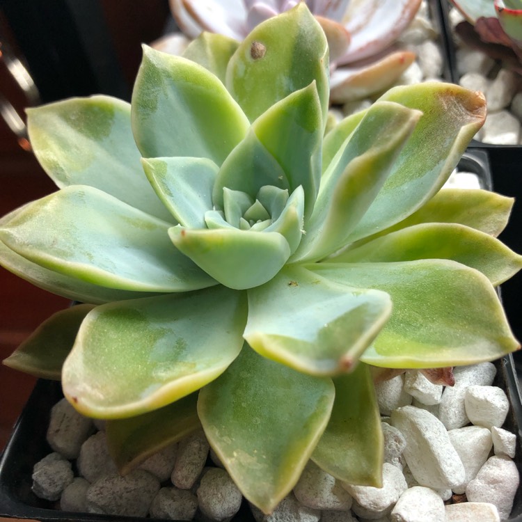 Plant image xGraptoveria Harry Watson