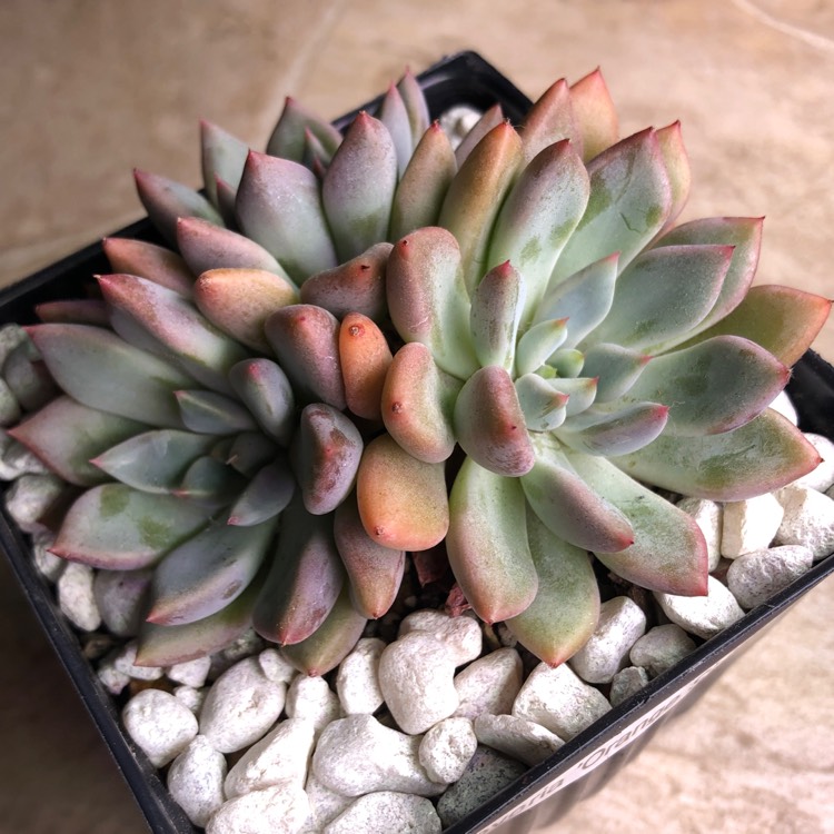 Plant image xGraptoveria Orange Sherbet