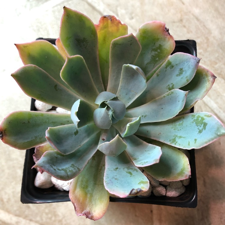 Plant image Echeveria Blue Heron Variegata