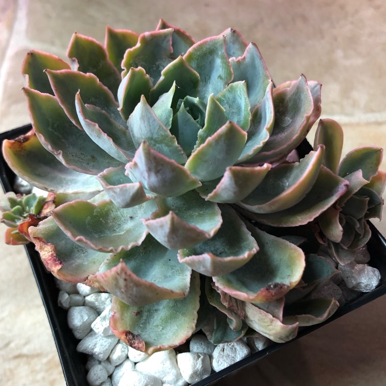 Plant image Echeveria Blue Heron Variegata