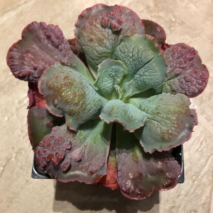 Plant image Echeveria Linguas