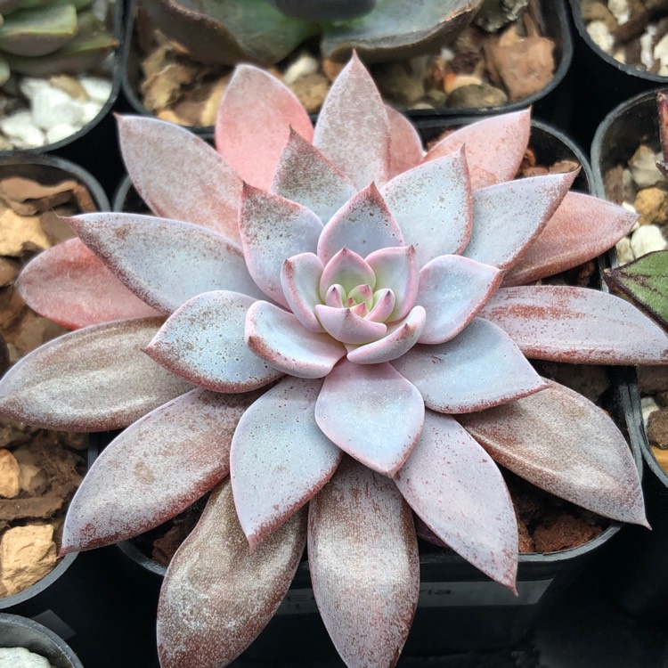 Plant image Graptopetalum Sugar Jelly