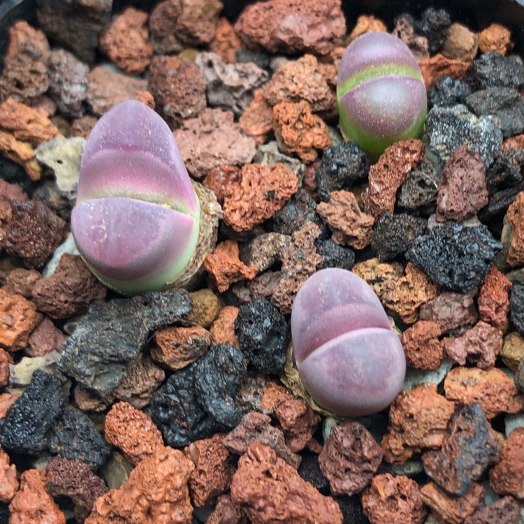 Plant image Lithops Optica Rubra