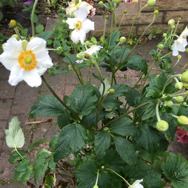 Japanese Anemone 'Honorine Jobert'