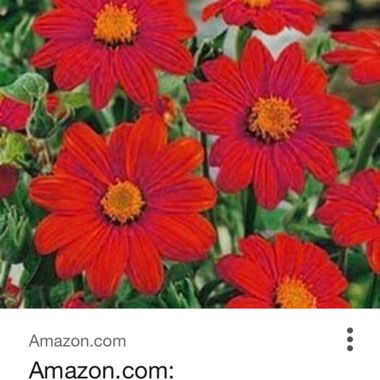 Mexican Sunflower