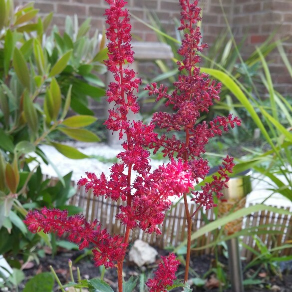 Plant image Astilbe japonica 'Elisabeth van Veen'