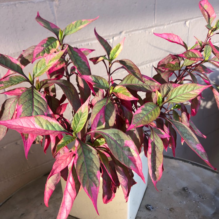 Plant image Alternanthera 'Brazilian Red Hots'