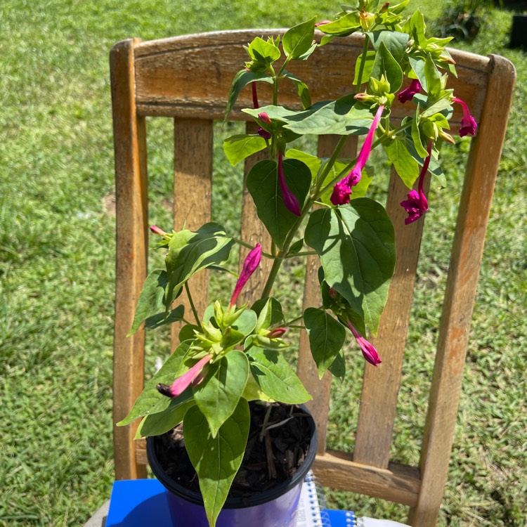 Plant image Mirabilis Jalapa